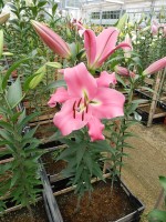 [4562 VH38 Salento No01.JPG]